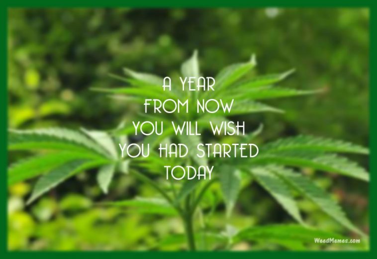 Grow Weed Smoke Weed Today Marijuana Memes - Weed Memes