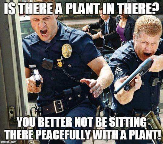 cops-bust-plant-weed-memes.jpg