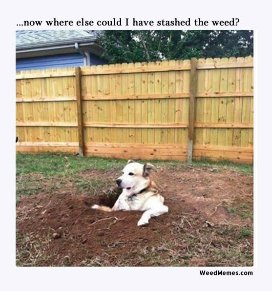 Funny Dog in Hole Looking for Lost Stash of Weed Memes