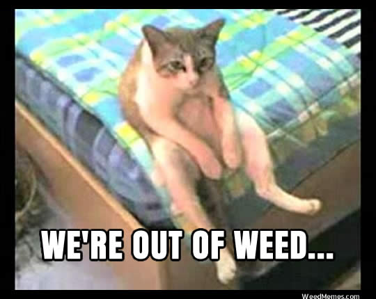 stoner-cat-out-weed-memes.jpg