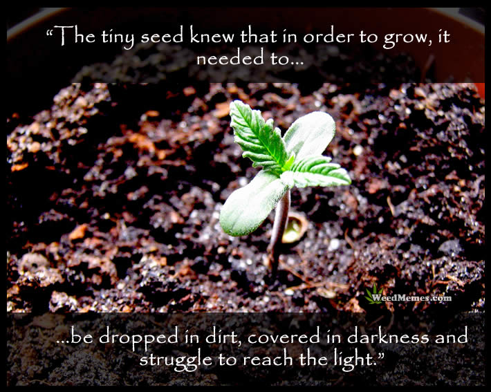 Grow Weed Quotes Cannabis Seeds Struggle To Reach The Light Quote