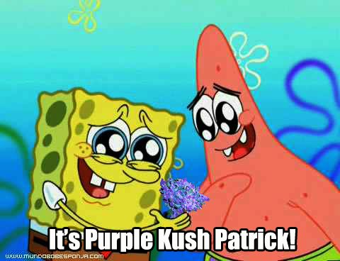 It S Purple Kush Patrick Spongebob Weed Meme Weed Memes