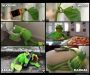 Kermit Shows Alcohol Vs Marijuana Weed Memes