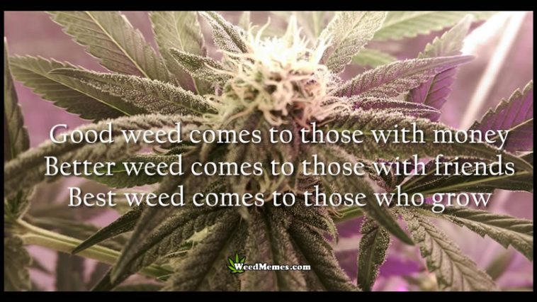 Good Better Best Weed Comes To Those Marijuana Quote