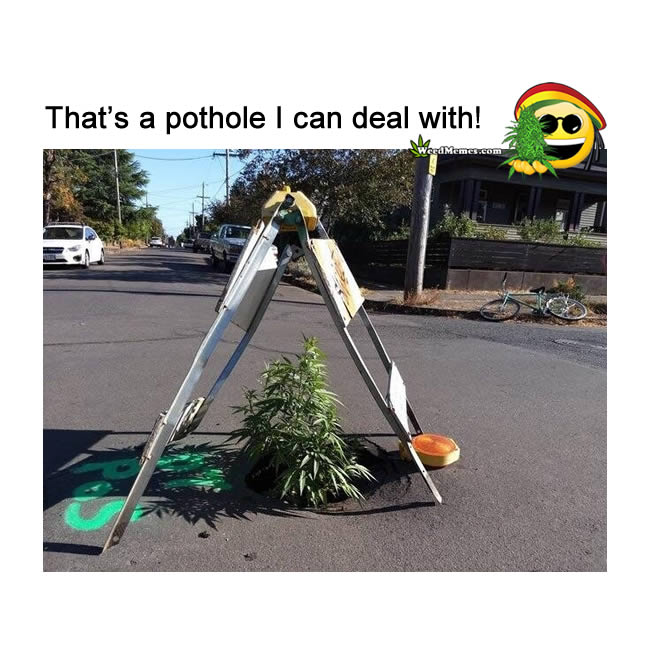Pothole Marijuana Plant Weed Memes - Weed Memes