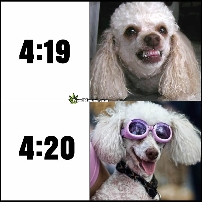Stoner Poodle 420 Meme Before After 420 Funny Dog Pic - Weed Memes