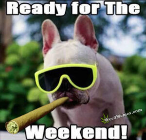 Ready for the Weekend! Funny Stoner Dog - Weed Memes - Weed Memes